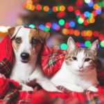 presentes de natal animais