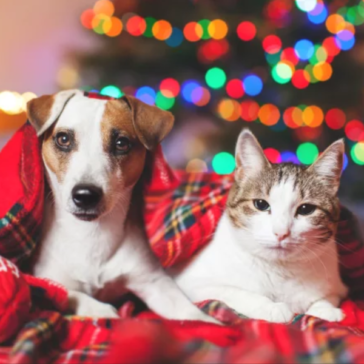 presentes de natal animais