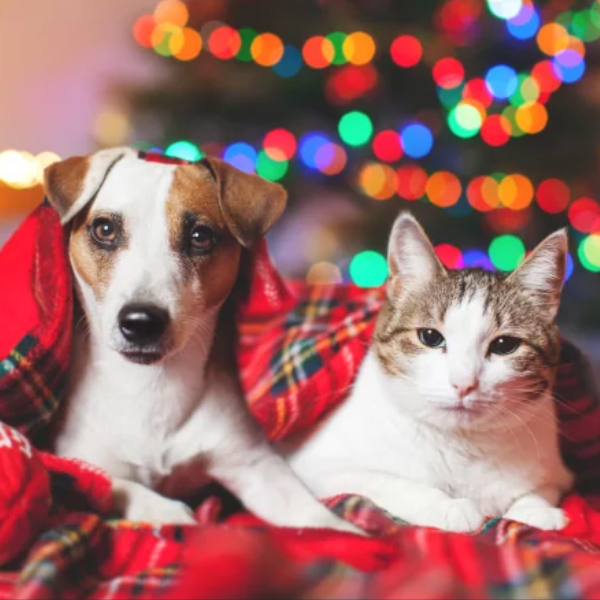 Presentes de Natal para Animais